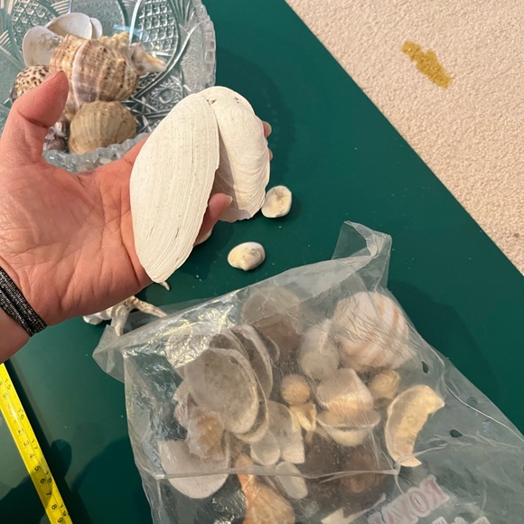 Real Starfish - Picture 12 of 14